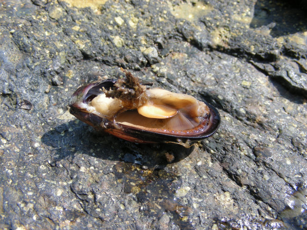 껍데기 안쪽의 살